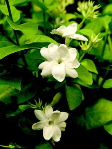 Wedding Flowers - Jasmine