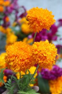 Wedding Flowers - Marigold